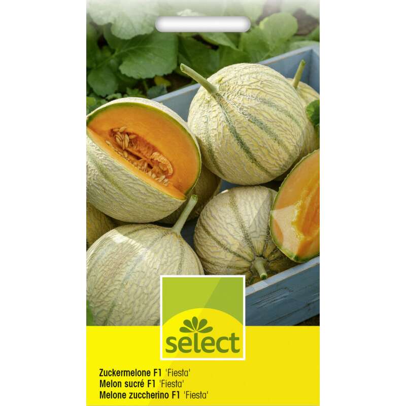 Melone, Zuckermelone Fiesta F1 - Cucumis melo - Samen