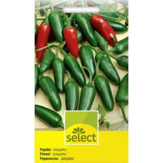 Jalapeno Paprika - Capsicum annuum - Samen