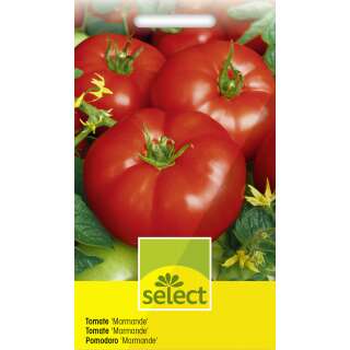 Tomate, Fleischtomate Marmande - Lycopersicon esculentum Mill. - Tomatensamen
