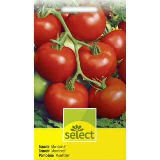 Tomate Montfavet - Lycopersicon esculentum - Tomatensamen