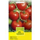 Tomate Montfavet - Lycopersicon esculentum - Tomatensamen