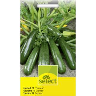 Zucchetti, Zucchini Diamant F1 - Cucurbito pepo - Samen