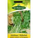 Stielmus, Rübstiel Namenia - Brassica rapa...