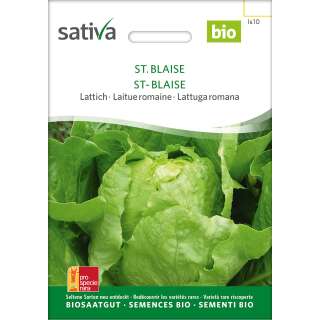 Lattich St. Blaise - Lactuca sativa longifolia - BIOSAMEN