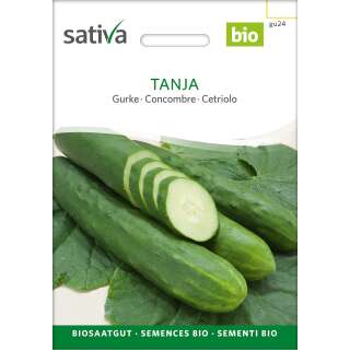 Gurke Tanja - Cucumis sativus  - BIOSAMEN