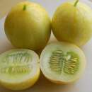 Gurke True Lemon- Cucumis sativus - Samen