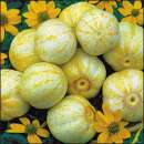 Gurke True Lemon- Cucumis sativus - Samen