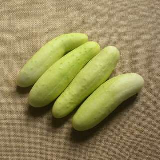 Gurke White Wonder - Cucumis sativus - Samen