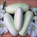 Gurke White Wonder - Cucumis sativus - Samen