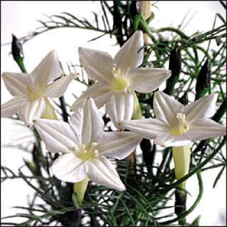 Winde, Sternwinde White Cypress Vine - Ipomoea quamoclit...