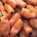 Chili Habanero Peach - Capsicum chinense - Samen