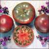 Tomate Cherokee Purple - Lycopersicon esculentum - Tomatensamen
