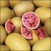 Wassermelone Golden Midget - Citrullus lanatus - Samen