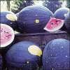 Wassermelone MOON & STARS (Van Doren Strain) - Citrullus lanatus - Samen