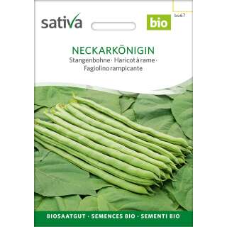 Stangenbohne Neckarkönigin - Phaseolus vulgaris  -...