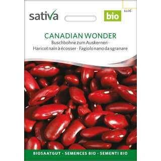 Buschbohne Canadian Wonder (Red Kidney) - Phaseolus...