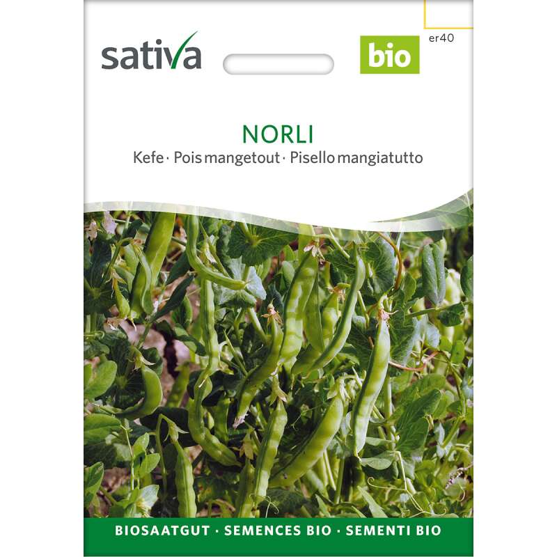 Kefe, Zuckererbse Norli - Pisum sativum  - BIOSAMEN