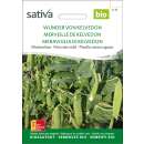 Erbse Wunder von Kelvedon - Pisum sativum  - BIOSAMEN