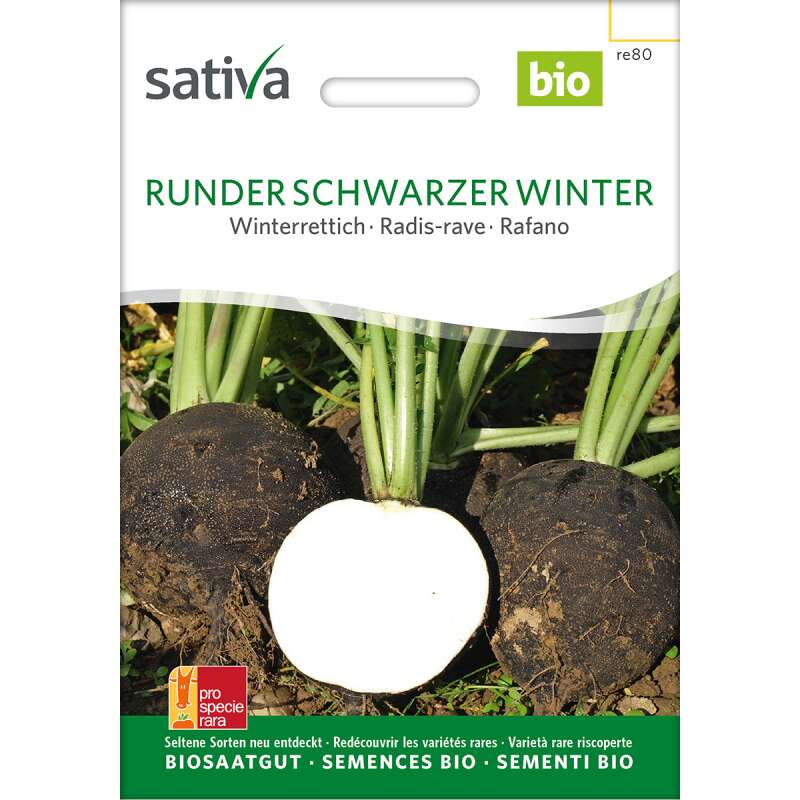 Rettich, Winterrettich Runder Schwarzer - Raphanus sativus  - BIOSAMEN