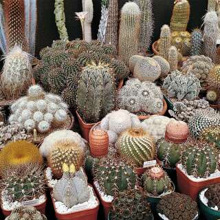 Cactus Special Mixed - Samen