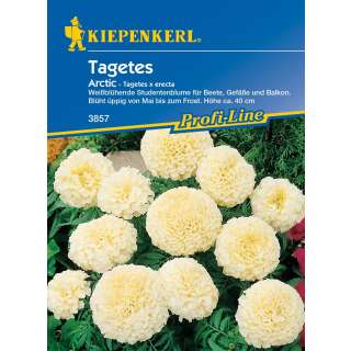 Studentenblume, Sammetblume weiss Arctic - Tagetes erecta Hybride - Samen