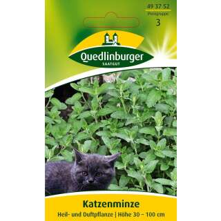 Katzenminze - Nepeta cataria - Samen