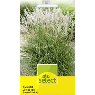 Chinaschilf, Riesenchinaschilf - Miscanthus sinensis - Samen