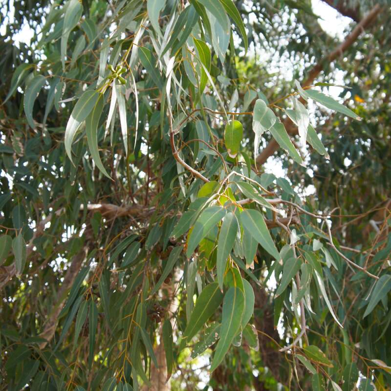 Eukalyptus, Zitroneneukalyptus - Eucalyptus citriodora - Samen