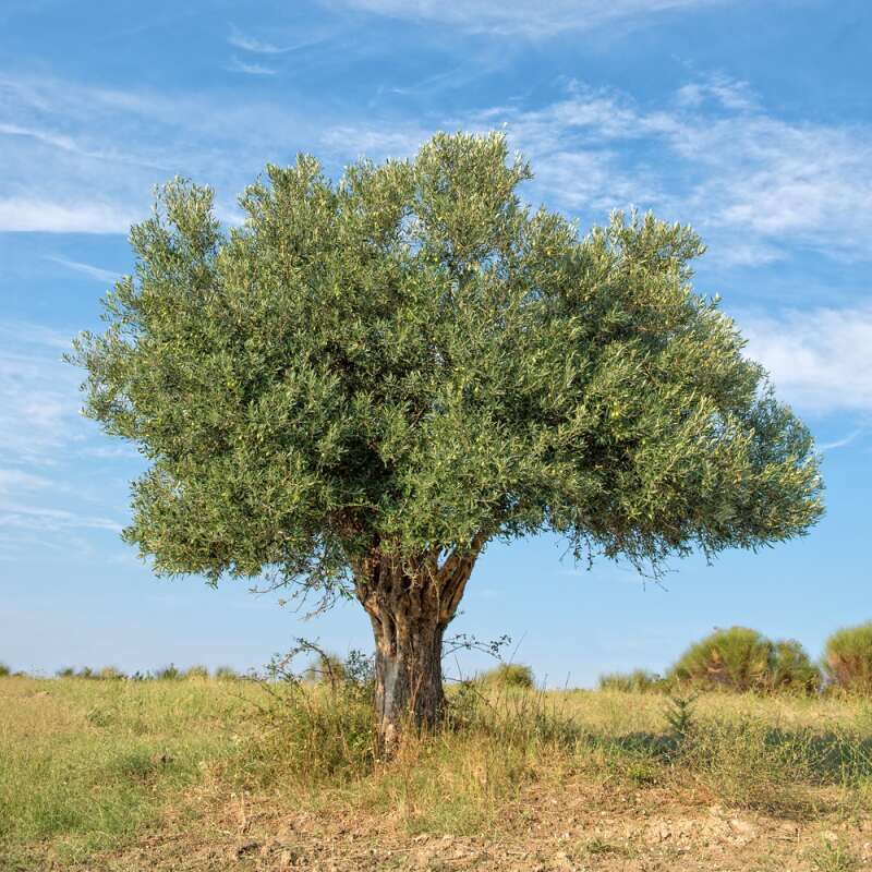 Olivenbaum - Olea europaea - Samen
