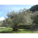 Olivenbaum - Olea europaea - Samen