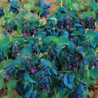 Grosse Wachsblume - Cerinthe major purpurescens - Samen