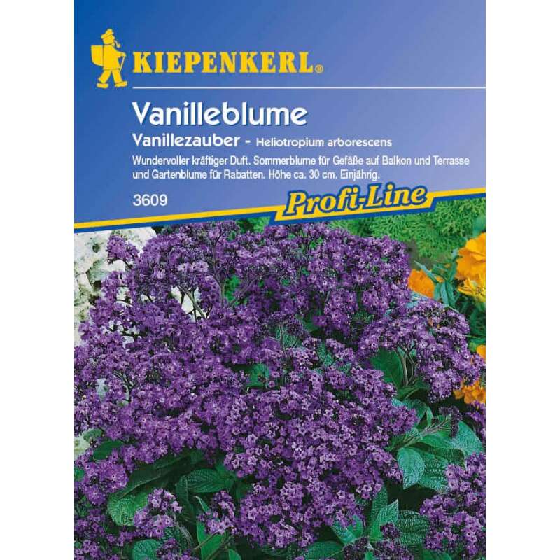 Vanilleblume - Heliotropium arborescens - Samen