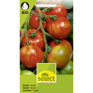 Tomate Tigrella - Lycopersicon esculentum  - BIOSAMEN