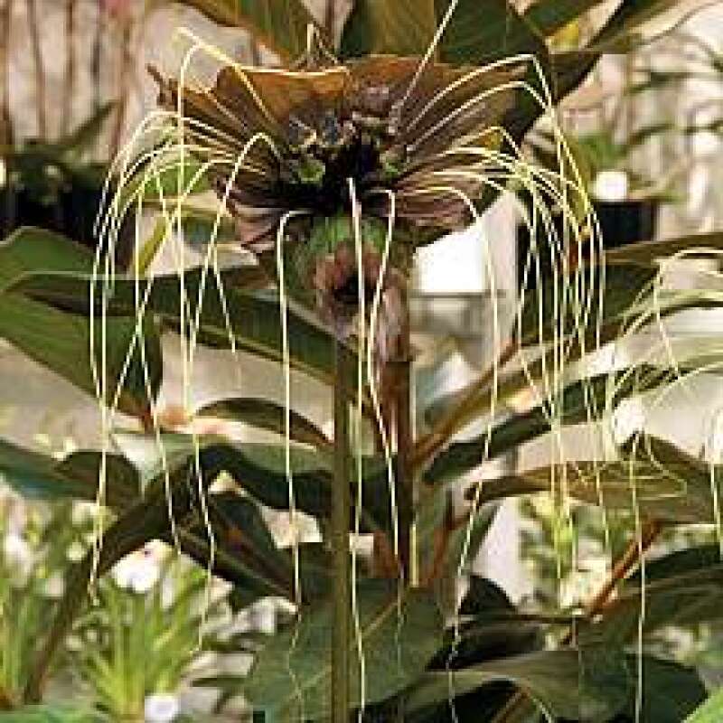 Fledermauspflanze, grünblütige Green Isle - Tacca chantrieri - Samen