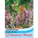 Agastache, Duftnessel Fragrant Mix - Agastache aurantiaca...