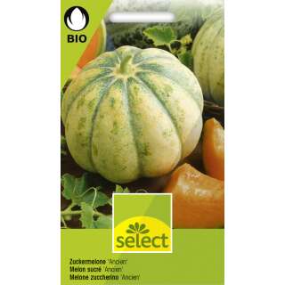 Melone, Zuckermelone  Ancien - Cucumis melo   - BIOSAMEN