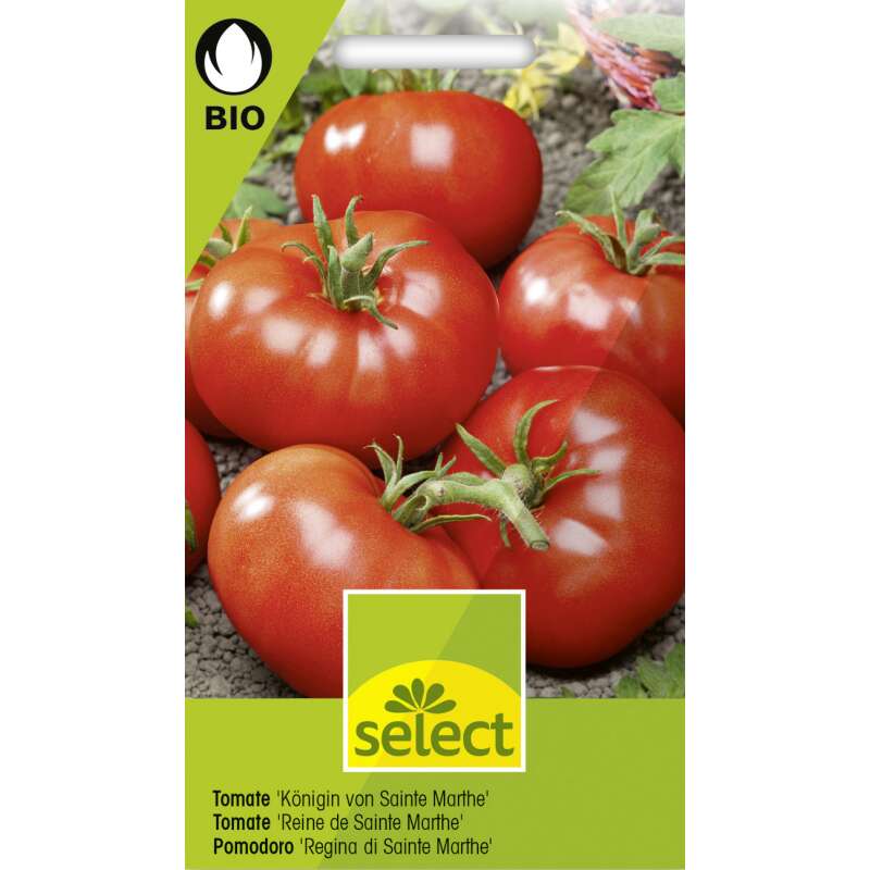 Tomate Königin von Sainte Marthe - Lycopersicon esculentum  - BIOSAMEN