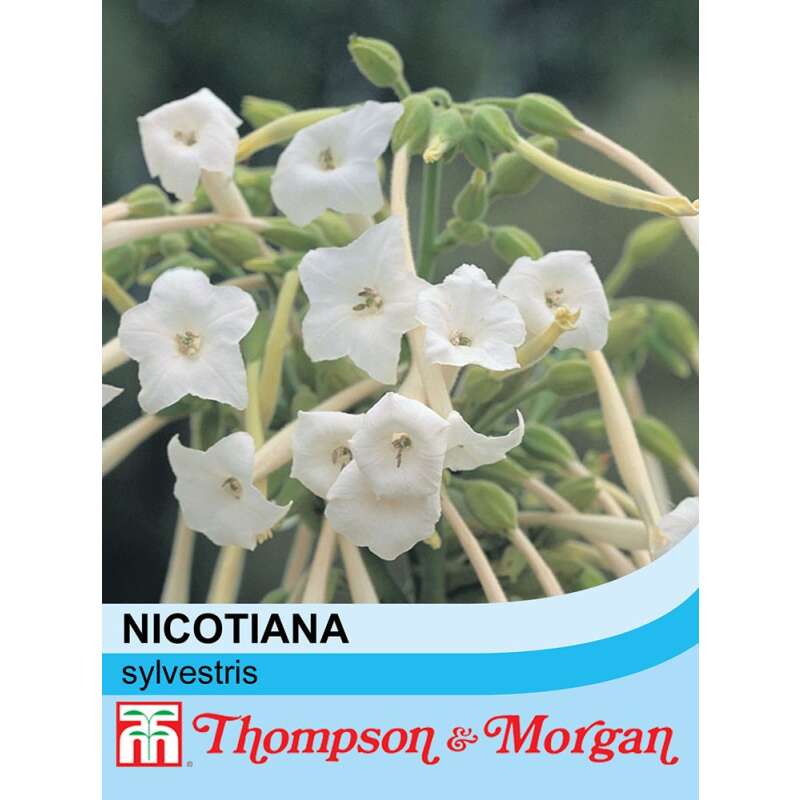 Ziertabak Stark duftend - Nicotiana sylvestris - Samen