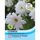 Cosmea, Schmuckkörbchen Double Click Snow Puff - Cosmos bipinnatus - Samen