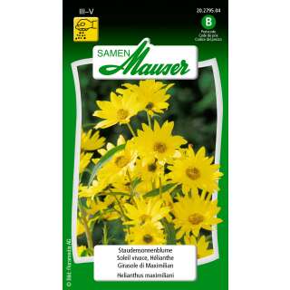 Sonnenblume, mehrjährige - Helianthus maximiliani -...