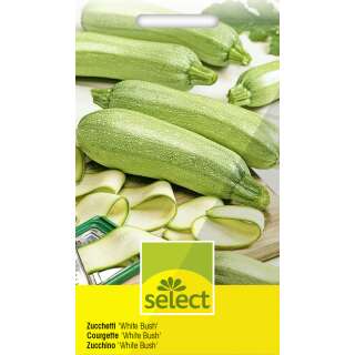 Zucchetti, Zucchini White Bush - Cucurbita pepo - Samen