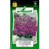 Blaukissen, Aubretie Cascade purpur - Aubrietia Cultivars - Samen
