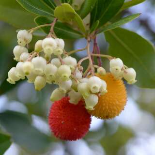 Erdbeerbaum, westlicher - Arbutus unedo - Samen