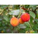 Erdbeerbaum, westlicher - Arbutus unedo - Samen