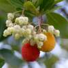 Erdbeerbaum, westlicher - Arbutus unedo - Samen