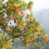 Erdbeerbaum, westlicher - Arbutus unedo - Samen