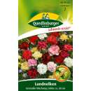 Nelke, Landnelke GRENADIN Mischung - Dianthus...