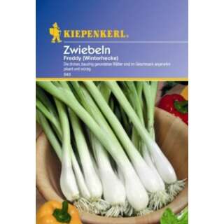 Winterheckenzwiebel FREDDY - Allium fistulosum - Samen