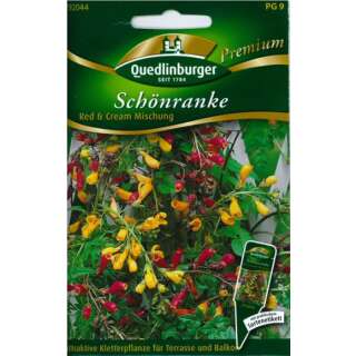 Schönranke Red & Cream Mix - Eccremocarpus...
