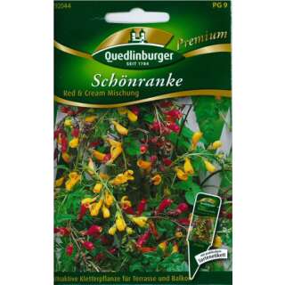 Schönranke Red & Cream Mix - Eccremocarpus scaber - Samen